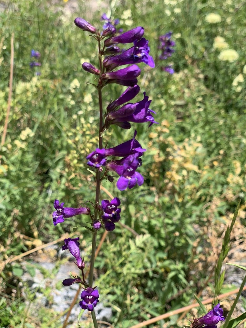 Tiger Beardtongue photo 7