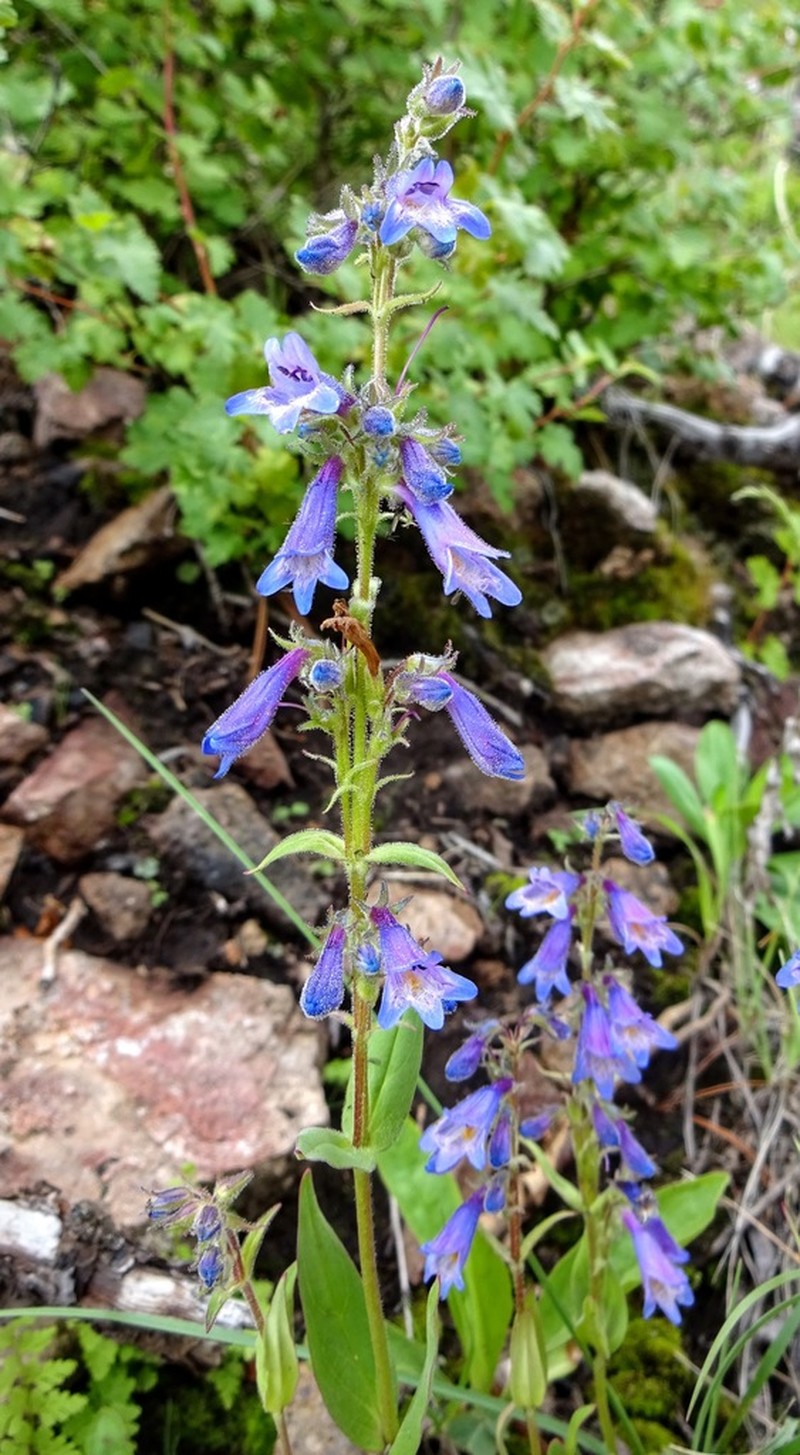 Metcalfe's Beardtongue