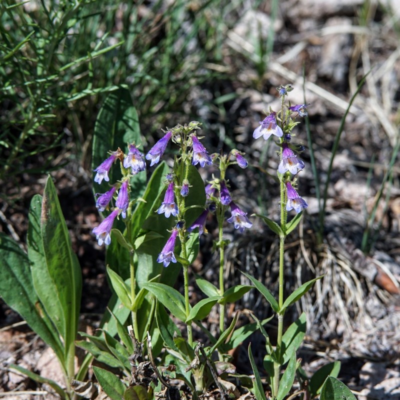 Metcalfe's Beardtongue photo 2