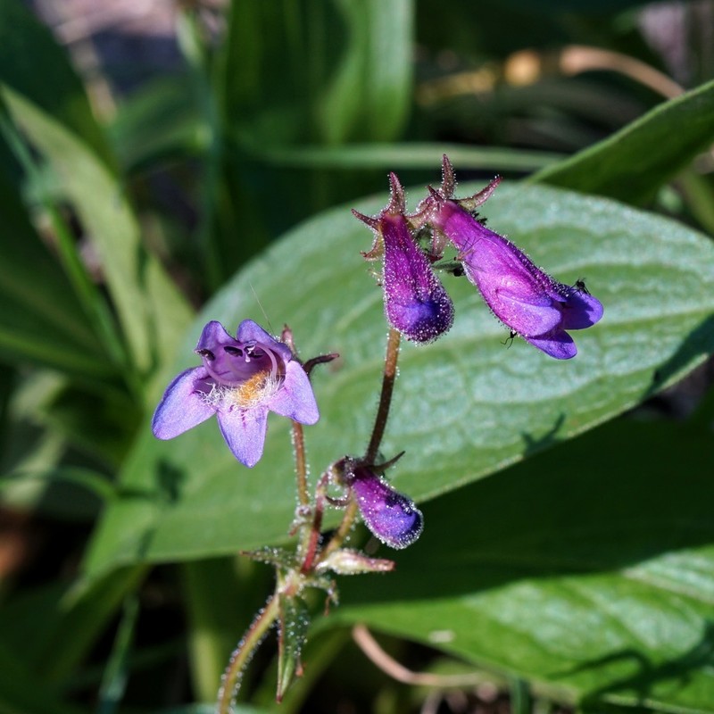 Metcalfe's Beardtongue photo 3