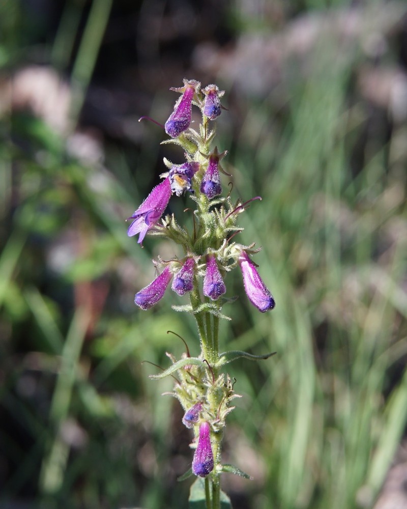 Metcalfe's Beardtongue photo 4