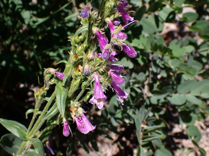 Metcalfe's Beardtongue photo 5
