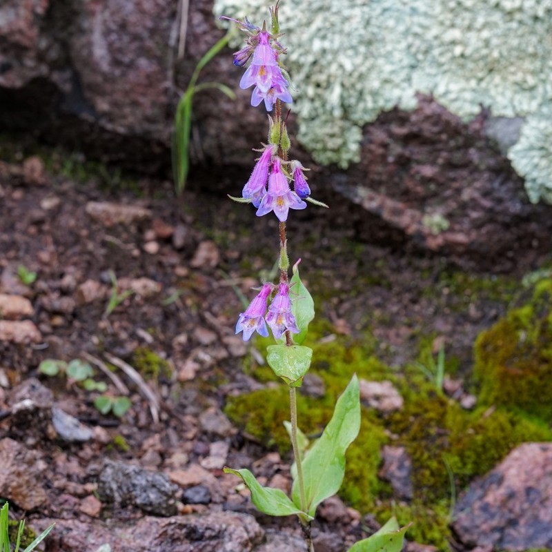 Metcalfe's Beardtongue photo 6