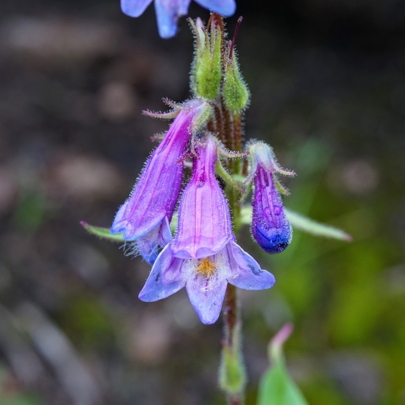 Metcalfe's Beardtongue photo 7