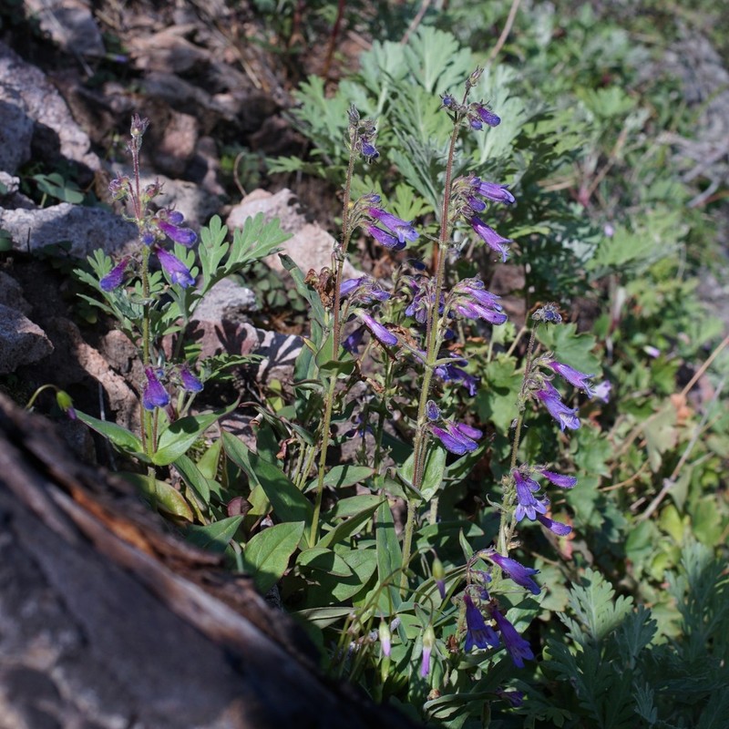 Metcalfe's Beardtongue photo 8