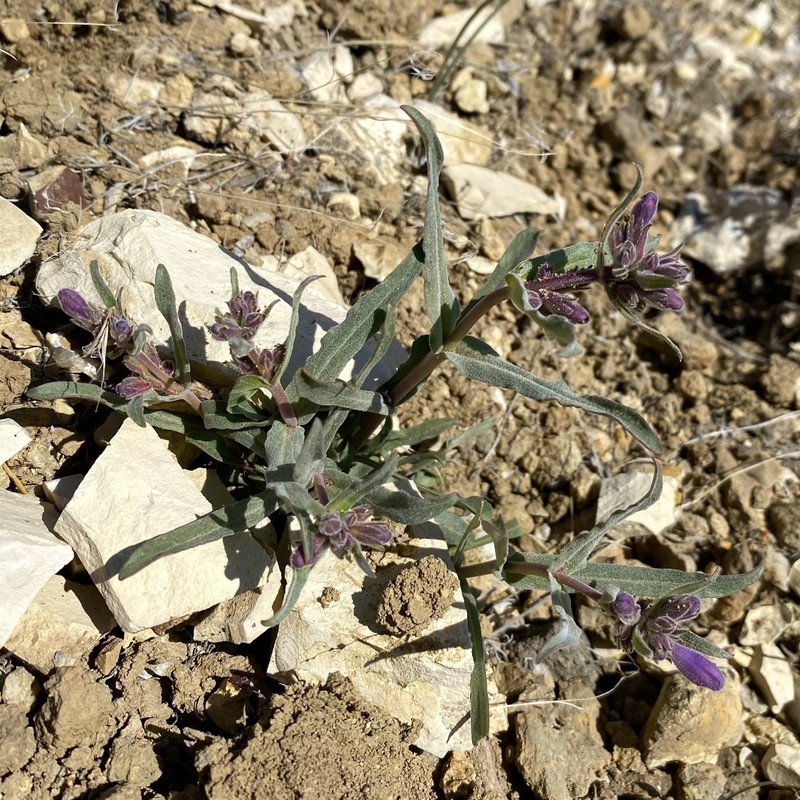 Malheur Penstemon