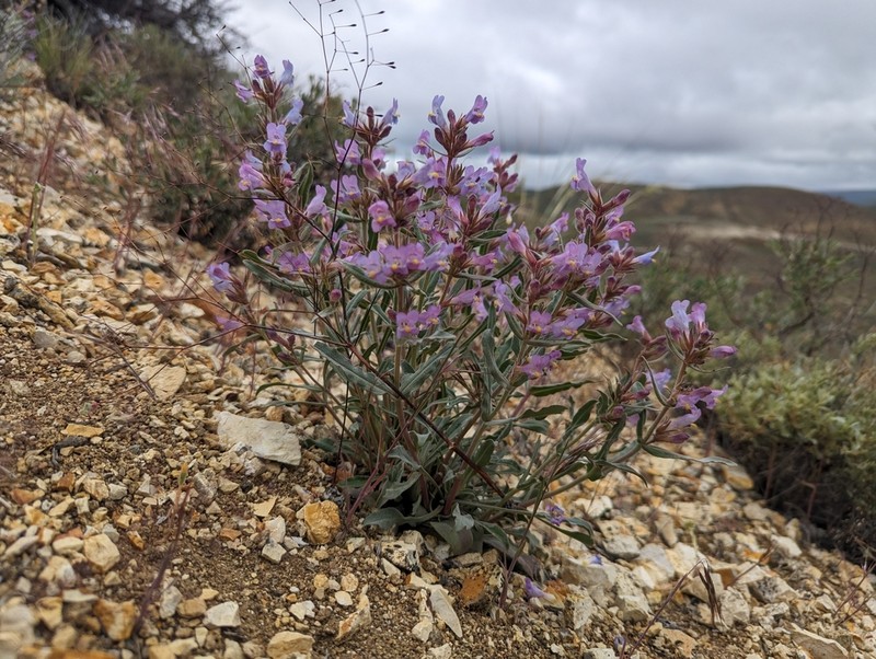 Malheur Penstemon photo 2
