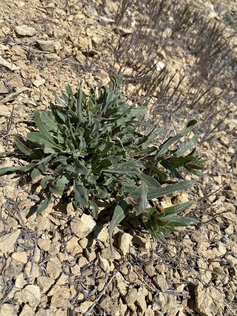 Malheur Penstemon photo 3