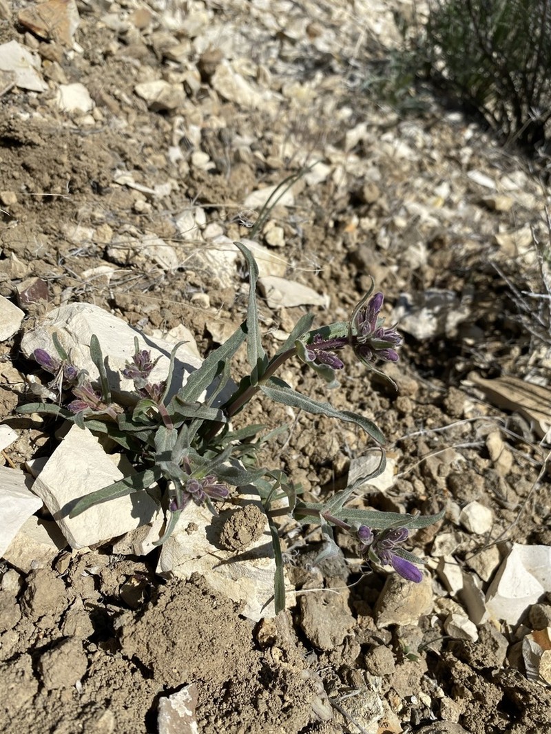 Malheur Penstemon photo 4