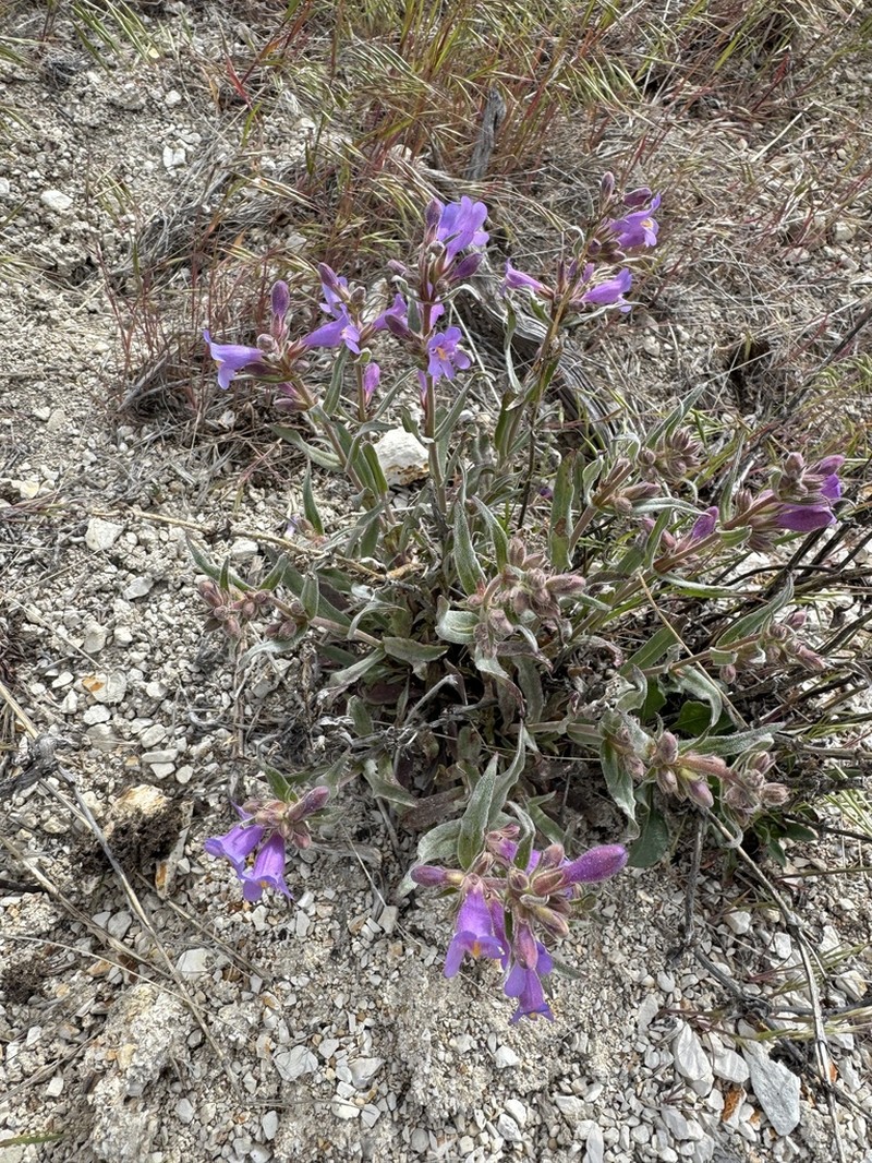Malheur Penstemon photo 5