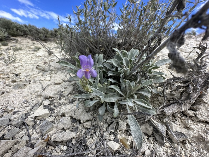 Malheur Penstemon photo 6
