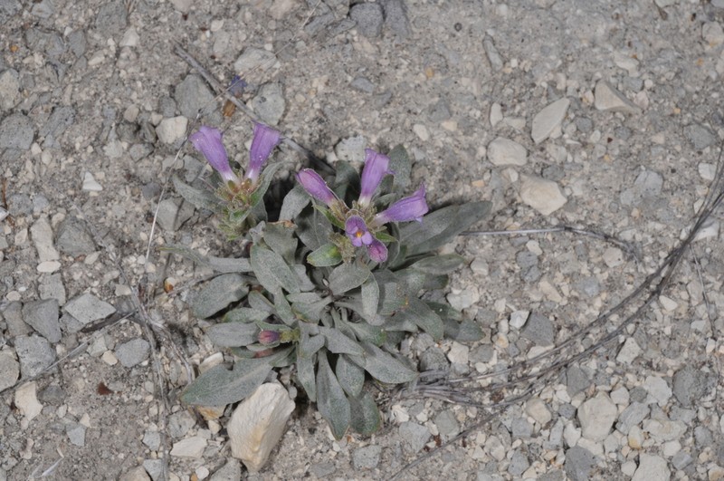 Malheur Penstemon photo 7