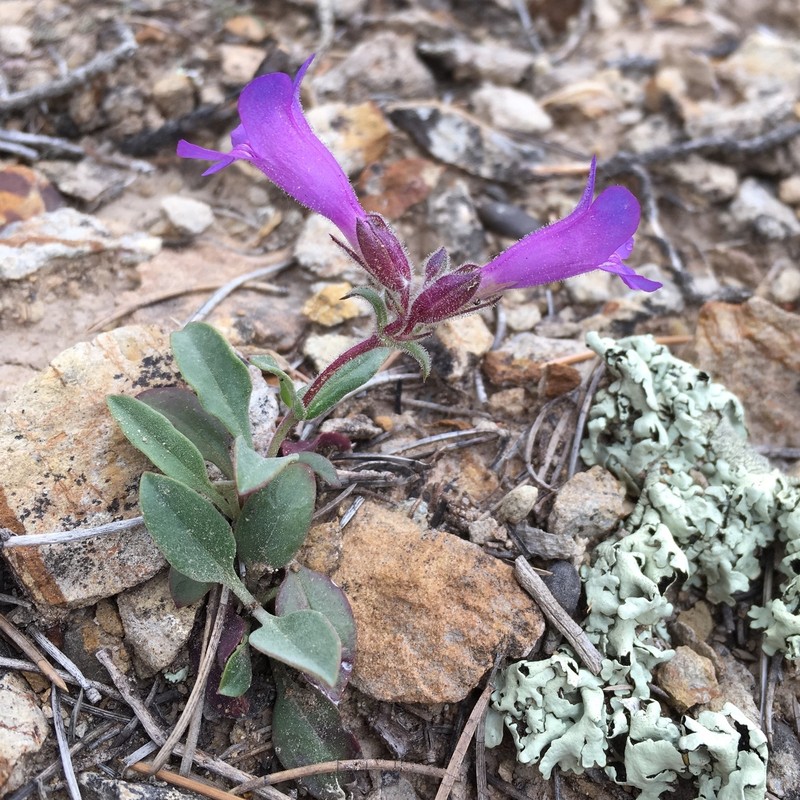 Moffatt's Beardtongue photo 4