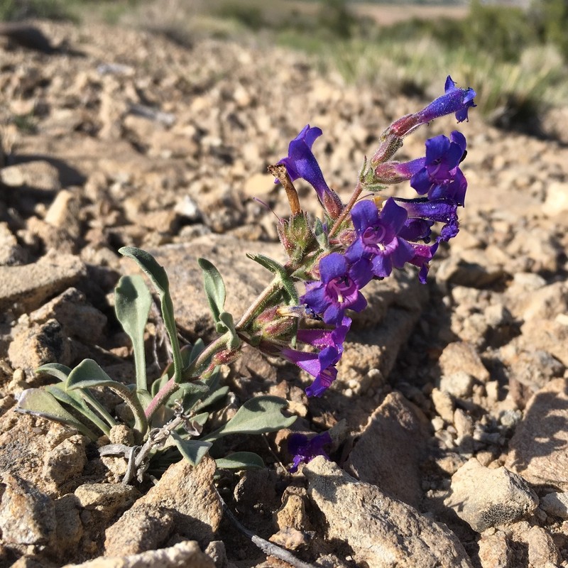 Moffatt's Beardtongue