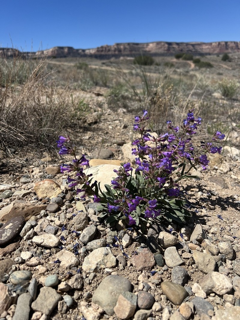 Moffatt's Beardtongue photo 3