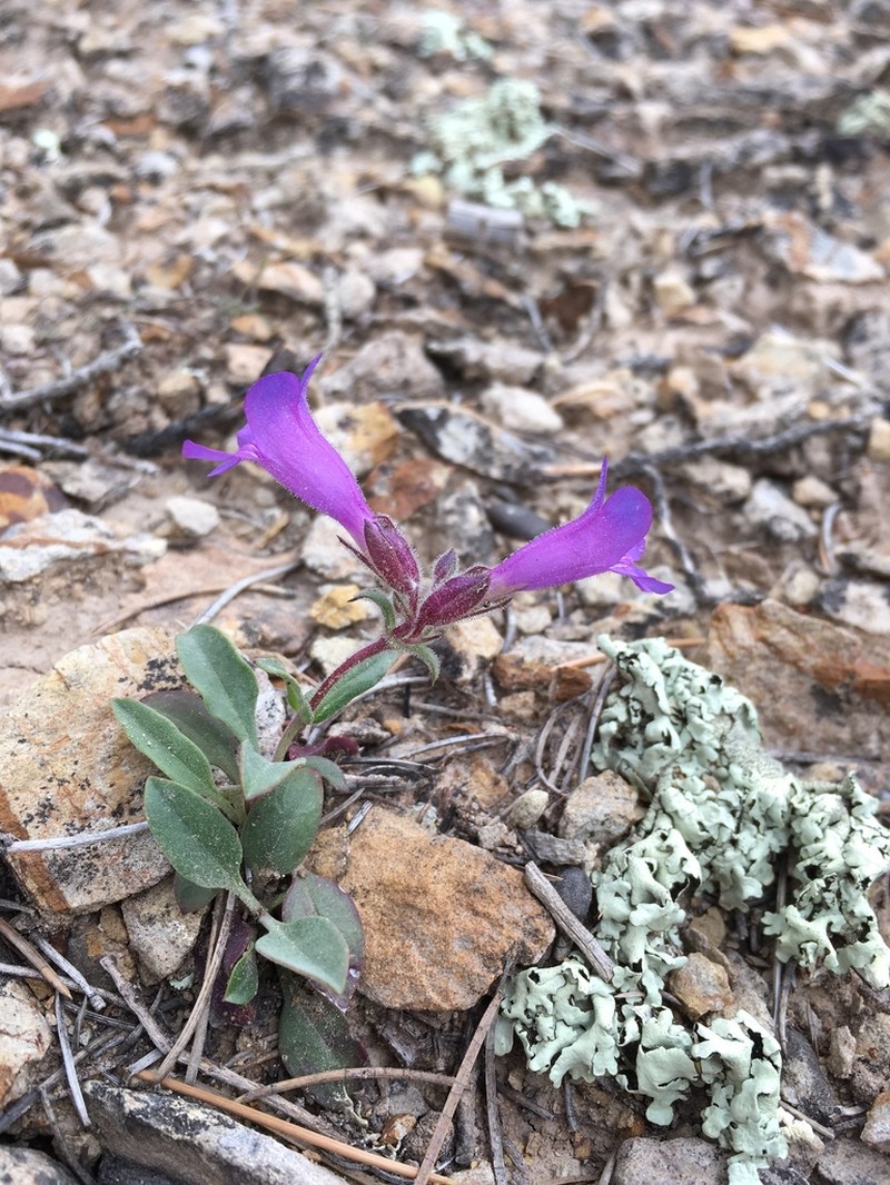 Moffatt's Beardtongue photo 4