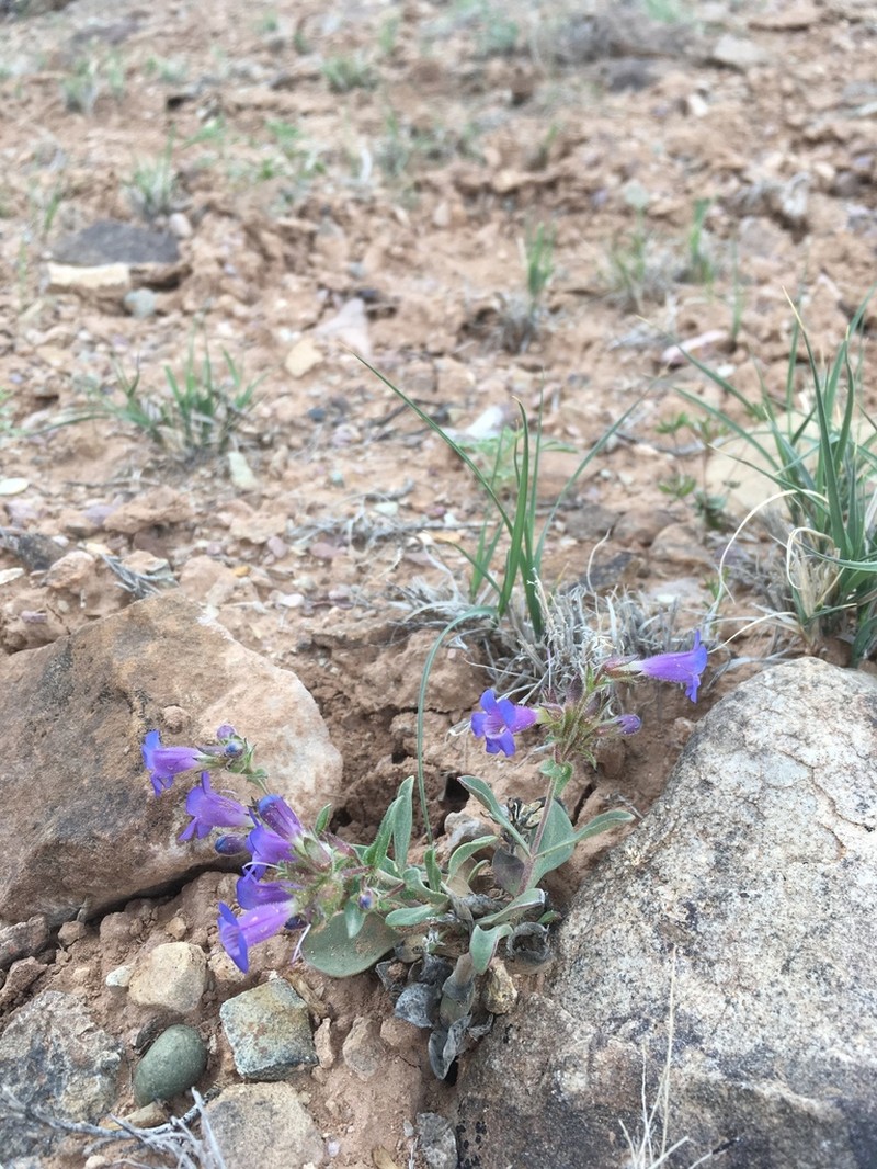 Moffatt's Beardtongue photo 5