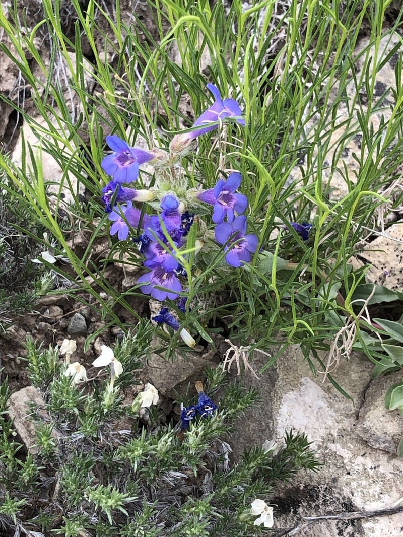 Moffatt's Beardtongue photo 6