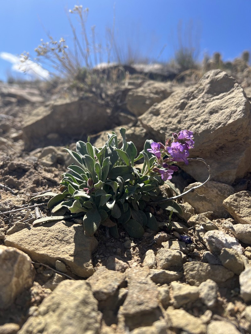 Moffatt's Beardtongue photo 7