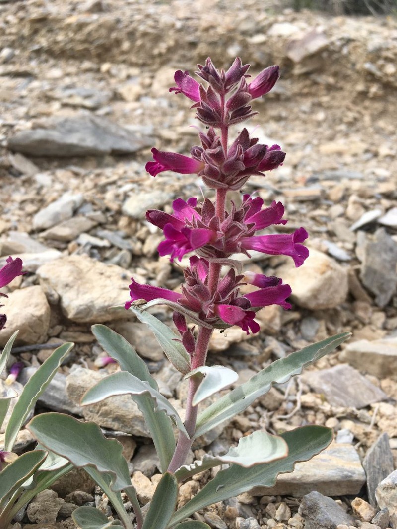 Mono Penstemon