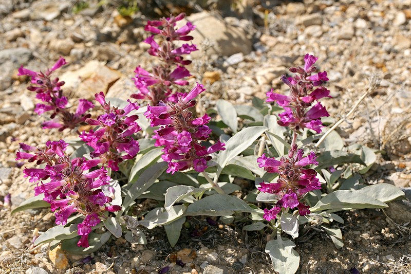 Mono Penstemon photo 2