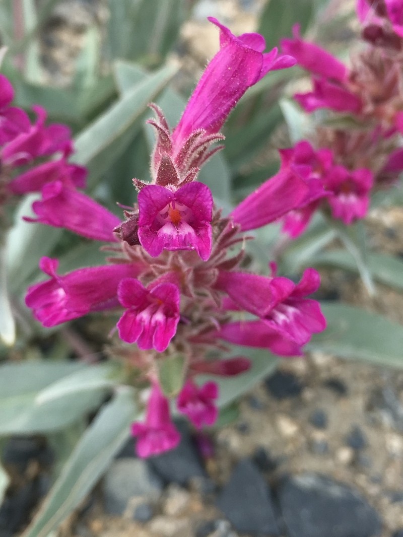 Mono Penstemon photo 3