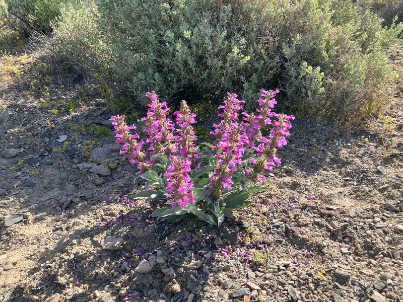 Mono Penstemon photo 4