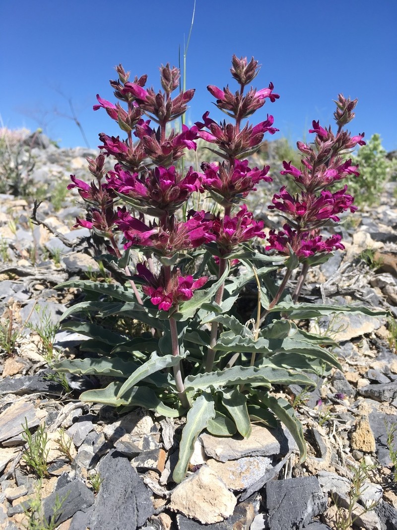 Mono Penstemon photo 5