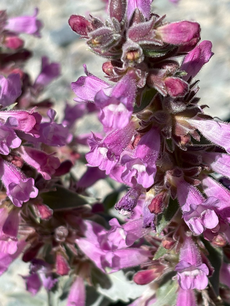 Mono Penstemon photo 6