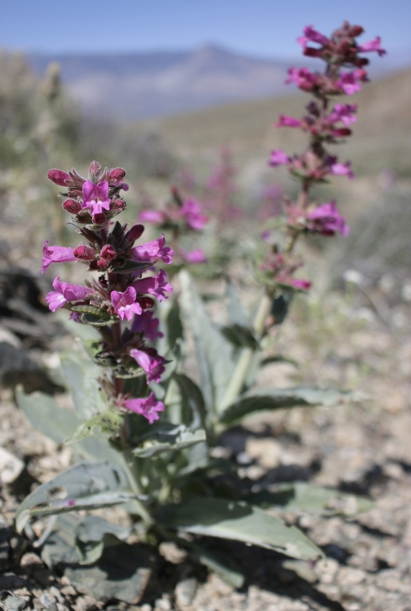 Mono Penstemon photo 7