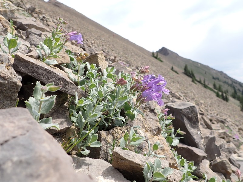 Cordroot Beardtongue