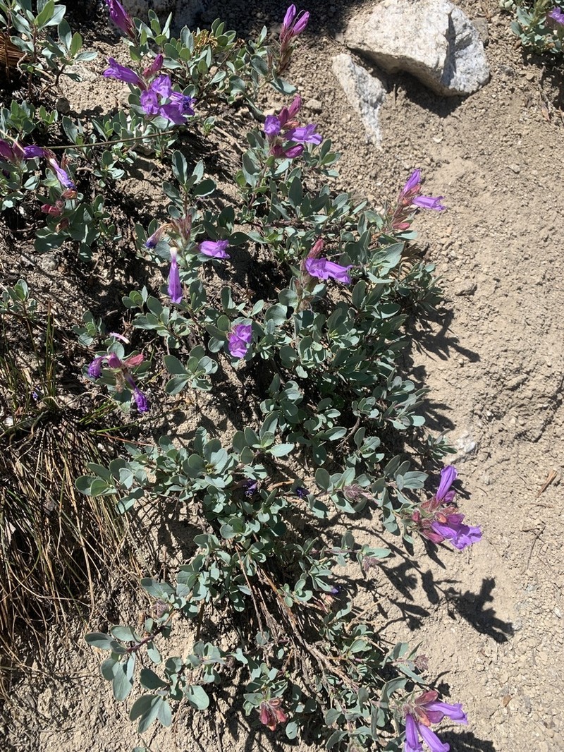 Cordroot Beardtongue photo 2