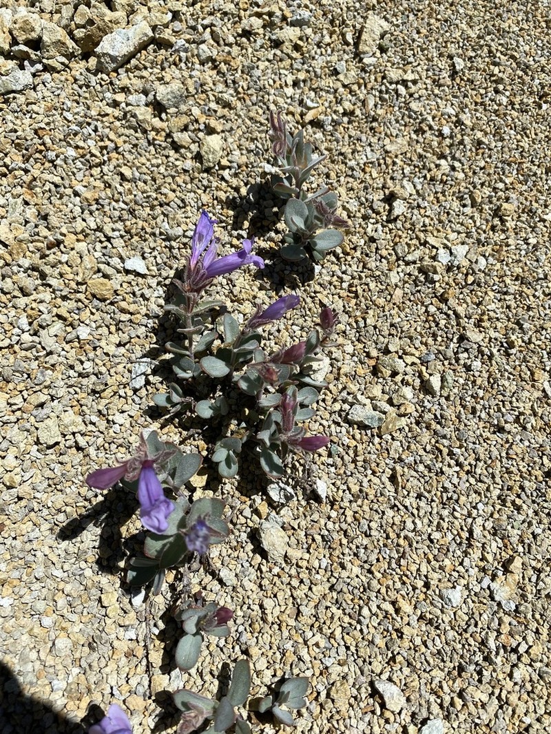 Cordroot Beardtongue photo 3