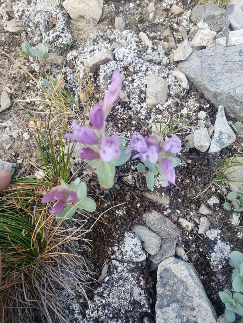 Cordroot Beardtongue photo 4