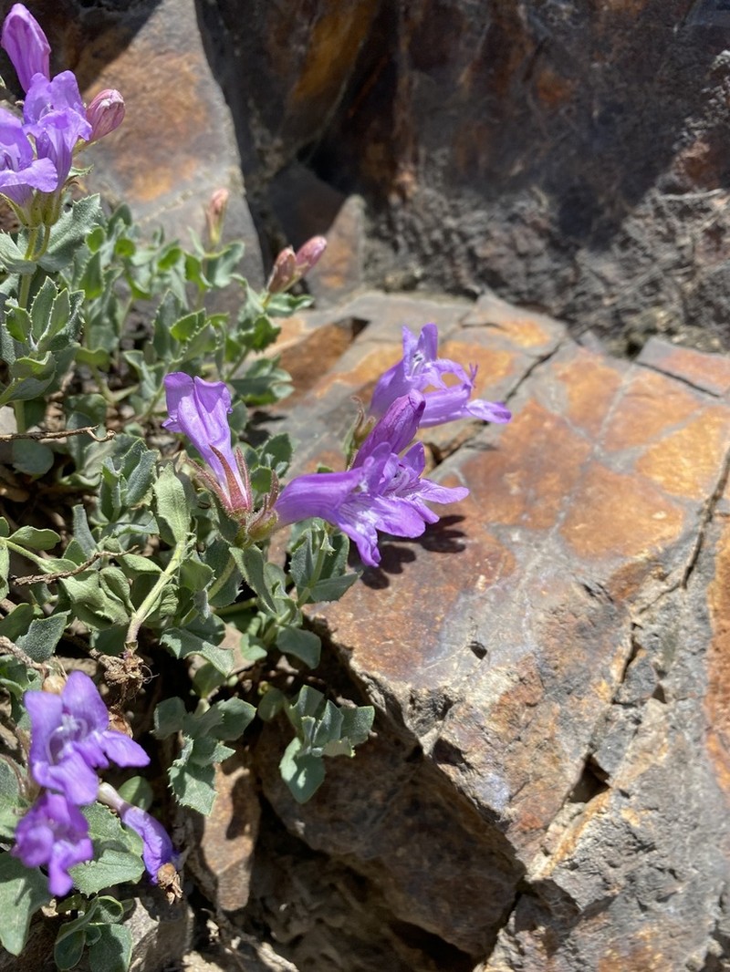 Cordroot Beardtongue photo 5