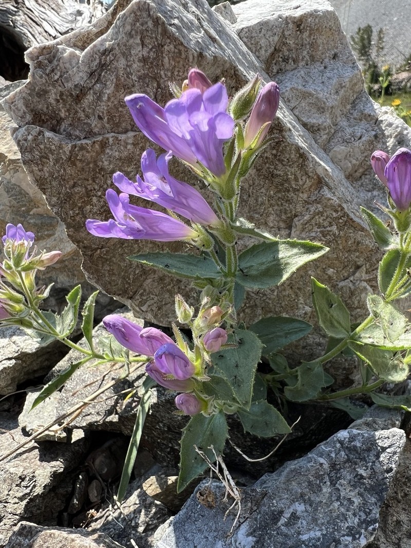 Cordroot Beardtongue photo 6
