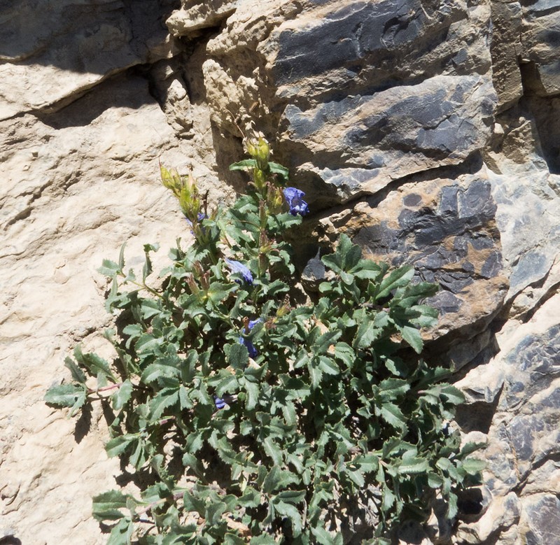 Cordroot Beardtongue photo 7