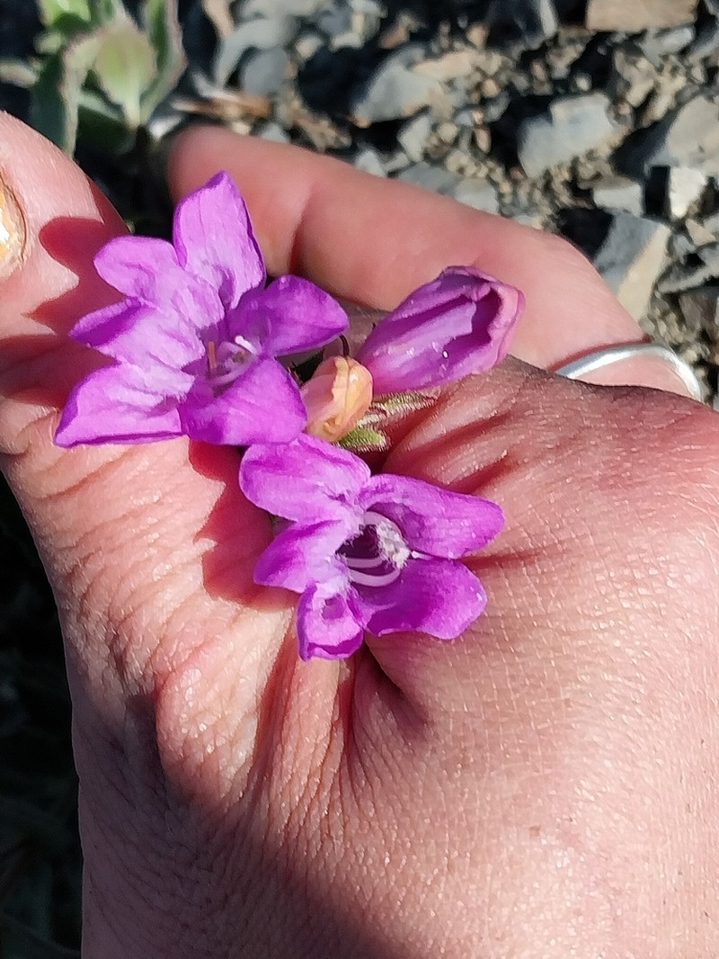 Cordroot Beardtongue photo 8