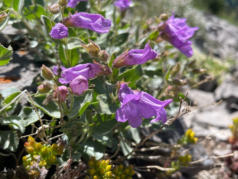 Penstemon montanus var. montanus