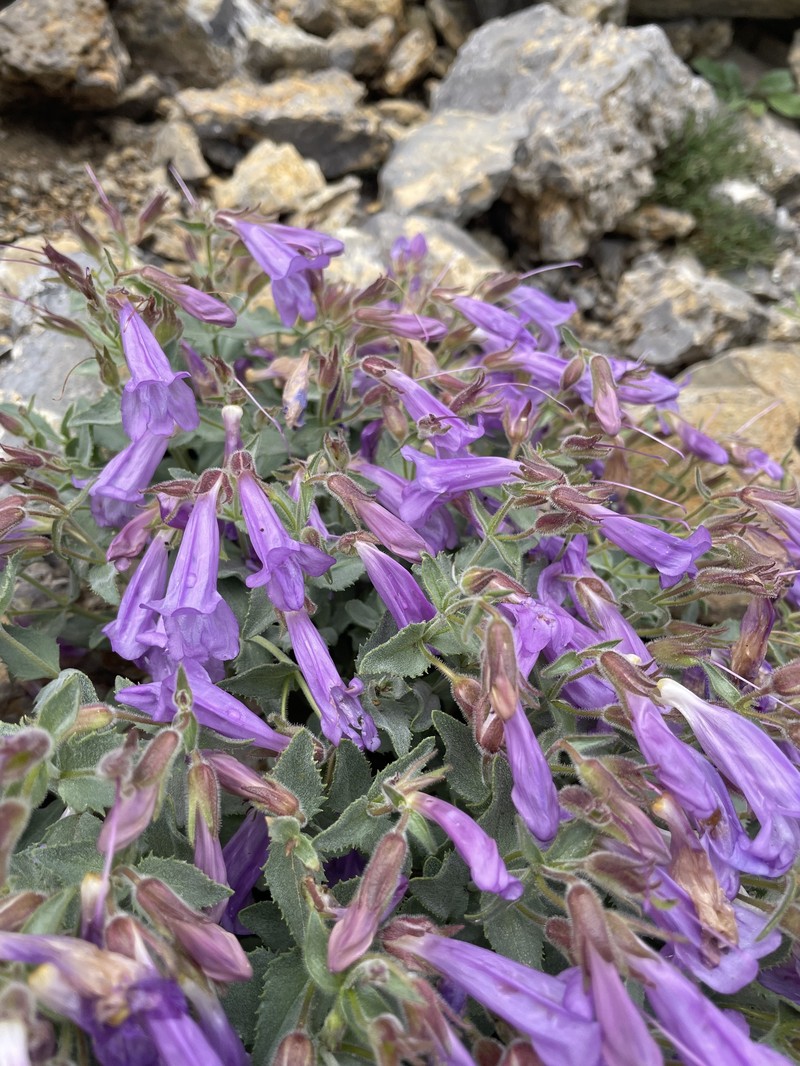 Penstemon montanus var. montanus photo 2