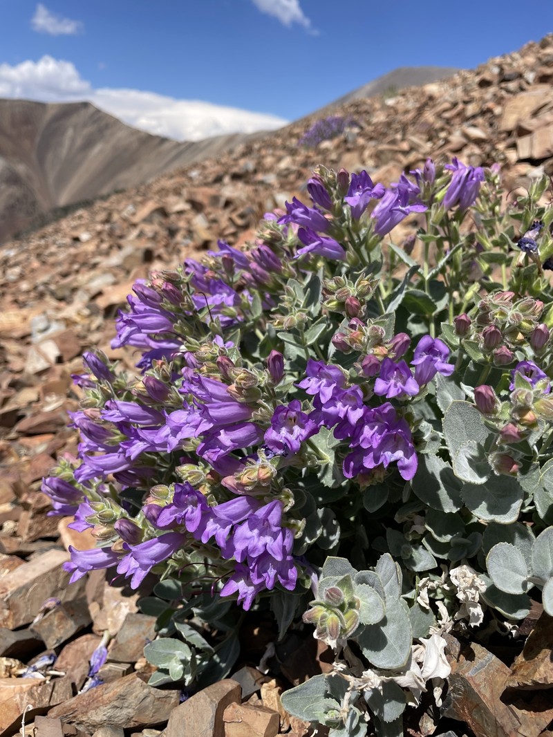 Penstemon montanus var. montanus photo 3