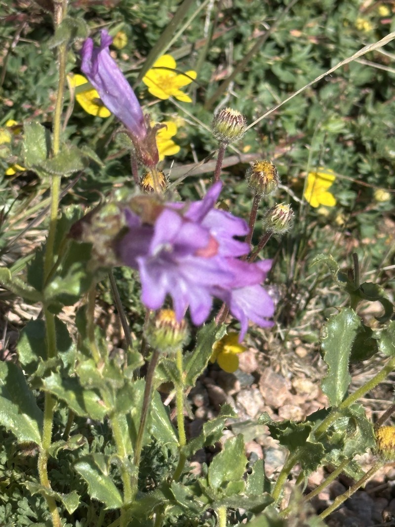 Penstemon montanus var. montanus photo 4