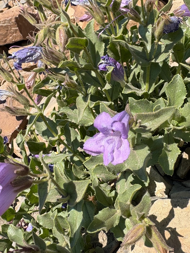Penstemon montanus var. montanus photo 5