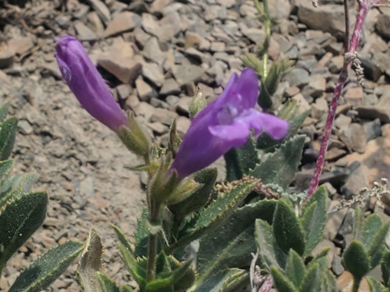 Penstemon montanus var. montanus photo 6