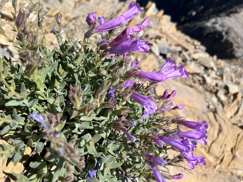 Penstemon montanus var. montanus photo 8