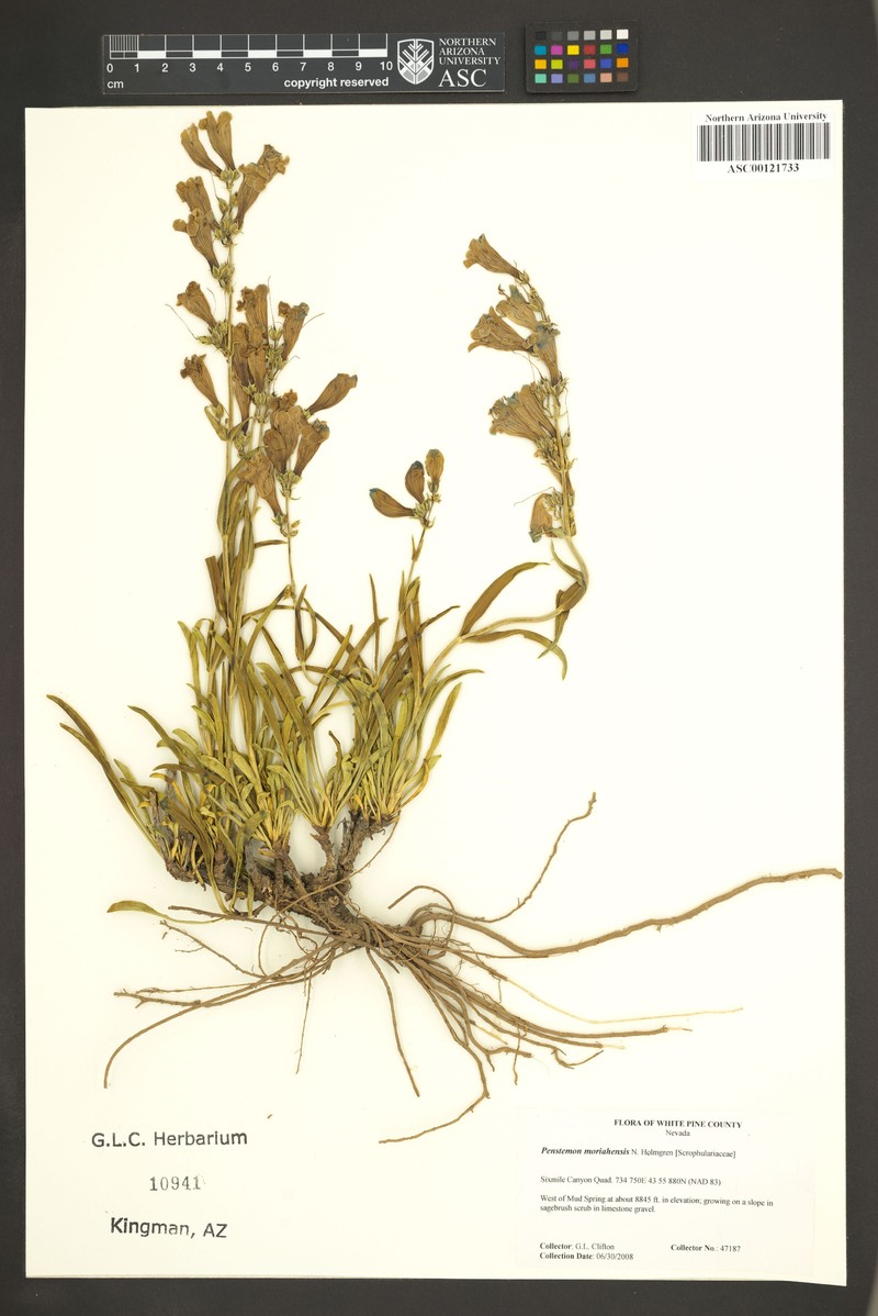 Mt. Moriah Beardtongue