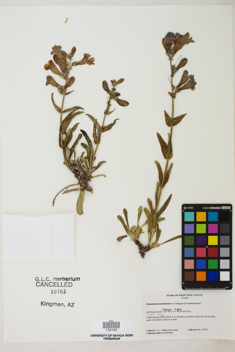 Mt. Moriah Beardtongue photo 2