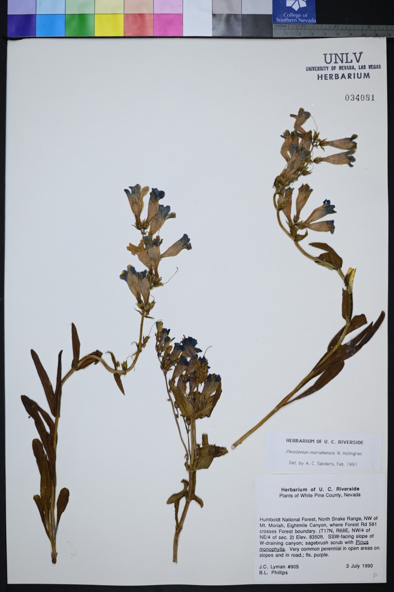 Mt. Moriah Beardtongue photo 3