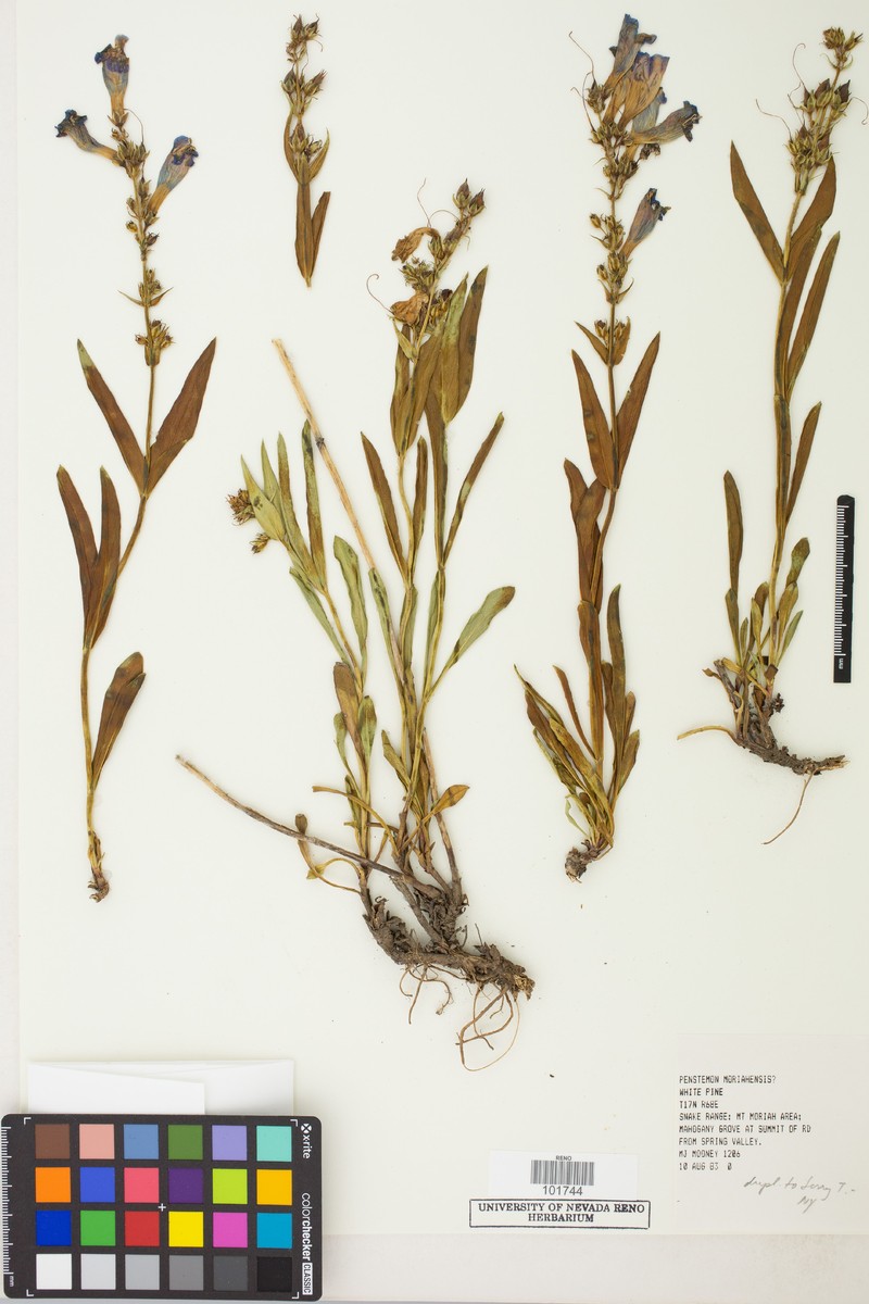 Mt. Moriah Beardtongue photo 4