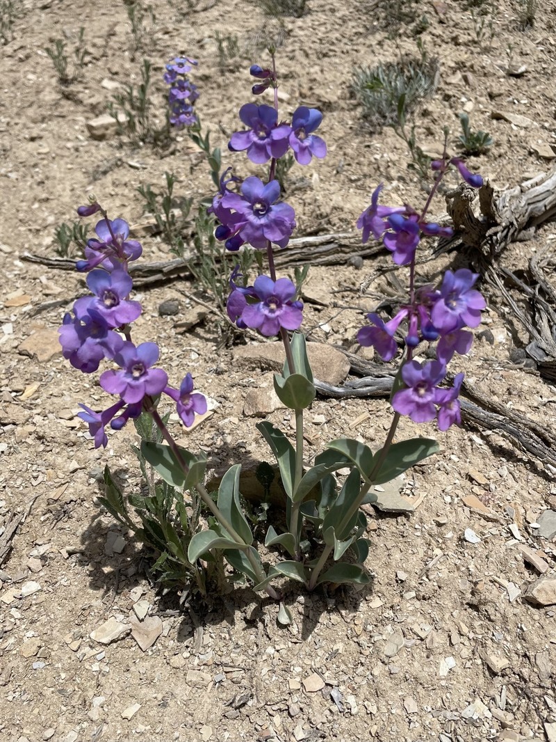 Penstemon mucronatus